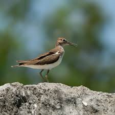 Attēlu rezultāti vaicājumam “Actitis hypoleucos adult”