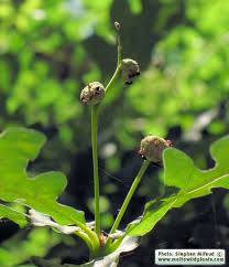 Attēlu rezultāti vaicājumam “Quercus robur bud”