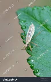 Attēlu rezultāti vaicājumam “Nabis limbatus”