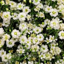 Attēlu rezultāti vaicājumam “Gypsophila muralis fruit”