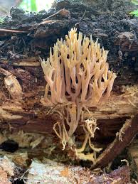 Attēlu rezultāti vaicājumam “Lentaria”