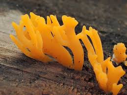 Attēlu rezultāti vaicājumam “Calocera viscosa”