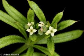 Attēlu rezultāti vaicājumam “Galium aparine fruit”