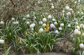 Attēlu rezultāti vaicājumam “Leucojum vernum var. carpathicum flower”