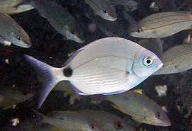 Image result for Diplodus