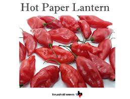 Afbeeldingsresultaat voor paper lantern hot pepper