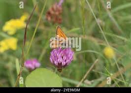 Attēlu rezultāti vaicājumam “Thymelicus sylvestris male”