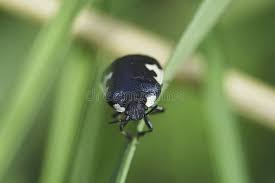 Attēlu rezultāti vaicājumam “Tritomegas bicolor”