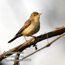 Image result for Hippolais pallida