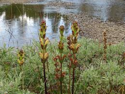 Attēlu rezultāti vaicājumam “Pedicularis sceptrum-carolinum leaf”