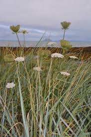Attēlu rezultāti vaicājumam “Daucus sativus flower”