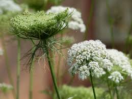 Attēlu rezultāti vaicājumam “Daucus sativus flower”