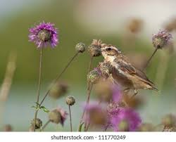 Attēlu rezultāti vaicājumam “Saxicola rubetra juvenile”