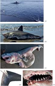 Image result for Lamna ditropis