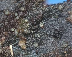 Attēlu rezultāti vaicājumam “Lasiosphaeria ovina”