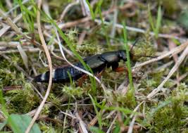 Attēlu rezultāti vaicājumam “Platydracus fulvipes”