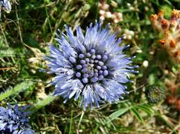 Attēlu rezultāti vaicājumam “Jasione montana leaf”