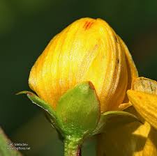 Attēlu rezultāti vaicājumam “Hypericum maculatum flower”