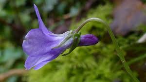 Attēlu rezultāti vaicājumam “Viola reichenbachiana flower”