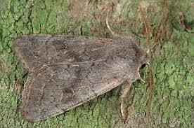 Attēlu rezultāti vaicājumam “Orthosia populeti”