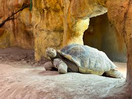 Attēlu rezultāti vaicājumam “Reptilia”