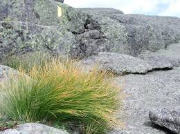 Attēlu rezultāti vaicājumam “Trichia scabra sessile”