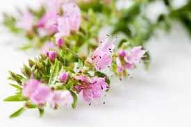 Image result for Ysop