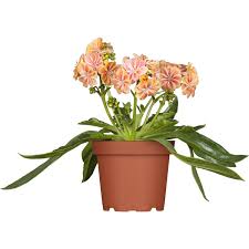 Image result for Bitterwurz