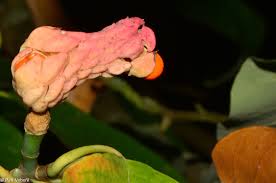 Attēlu rezultāti vaicājumam “Magnolia acuminata fruit”