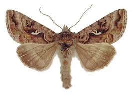 Attēlu rezultāti vaicājumam “Autographa pulchrina”