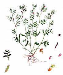 Attēlu rezultāti vaicājumam “Vicia lathyroides leaf”