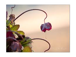 Image result for Glockenrebe