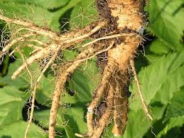 Attēlu rezultāti vaicājumam “Angelica archangelica fruit”