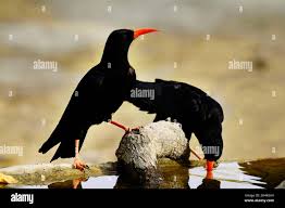 Image result for Pyrrhocorax pyrrhocorax