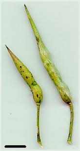 Attēlu rezultāti vaicājumam “Raphanus raphanistrum fruit”