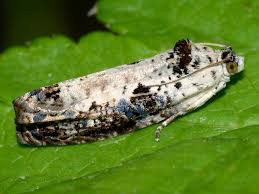 Attēlu rezultāti vaicājumam “Hedya salicella”