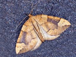 Attēlu rezultāti vaicājumam “Eulithis populata”