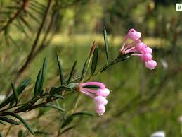 Attēlu rezultāti vaicājumam “Andromeda polifolia bud”