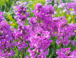 Image result for Pechnelke