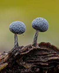 Attēlu rezultāti vaicājumam “Physarum pezizoideum stalked”