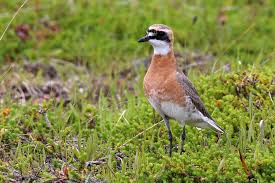 Image result for Charadrius mongolus