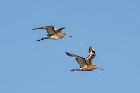 Image result for Limosa haemastica