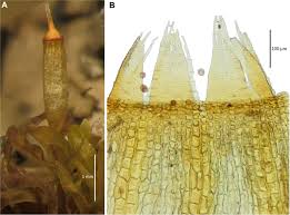 Attēlu rezultāti vaicājumam “Pohlia nutans sporophyte”