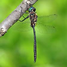 Attēlu rezultāti vaicājumam “Cordulidae”