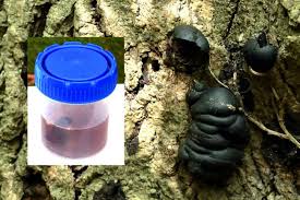 Attēlu rezultāti vaicājumam “Rosellinia desmazieri spores”