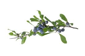 Attēlu rezultāti vaicājumam “Prunus spinosa leaf”