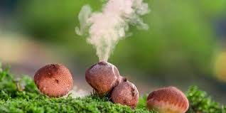 Attēlu rezultāti vaicājumam “Lycoperdon perlatum”