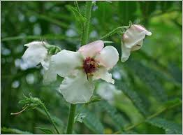 Attēlu rezultāti vaicājumam “Verbascum blattaria”