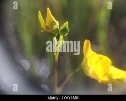Attēlu rezultāti vaicājumam “Utricularia intermedia bud”