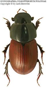 Attēlu rezultāti vaicājumam “Aphodius sp.”